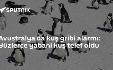 kuş gribi