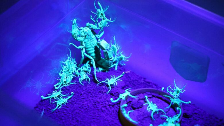 Scorpius Labs