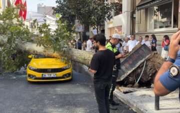 Çınar ağacı