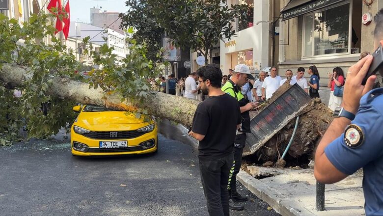 Çınar ağacı