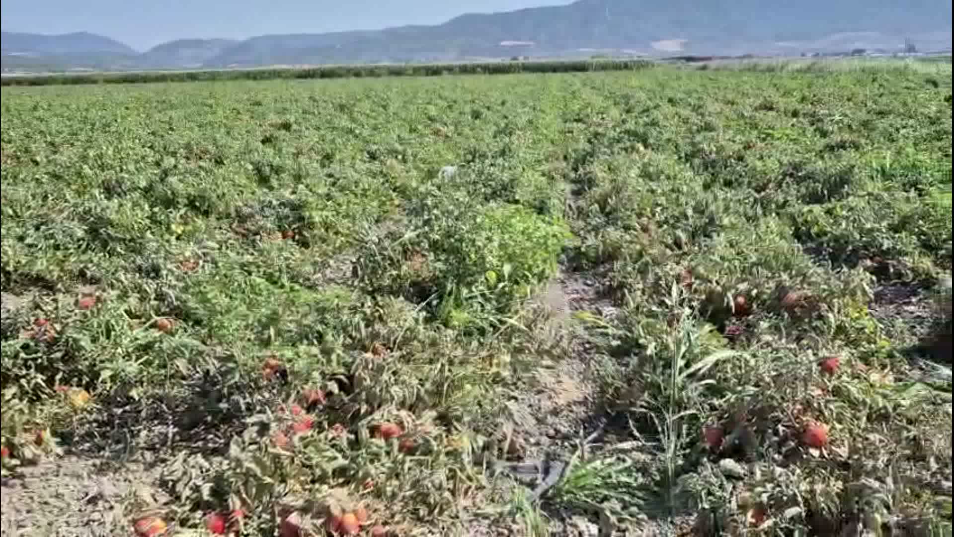 Çiftçi borçları