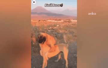 köpek dövüşü