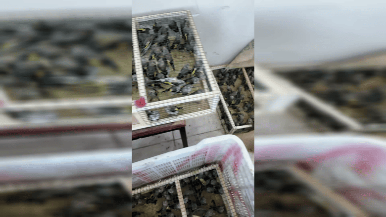 Saka Kuşu Çıkışa Karşı Ceza