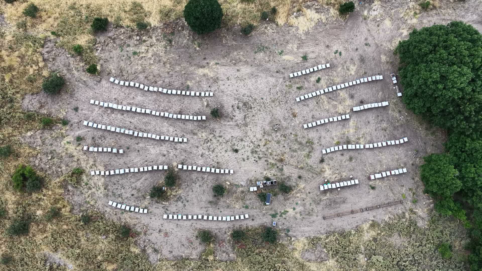 Bal Sağımı