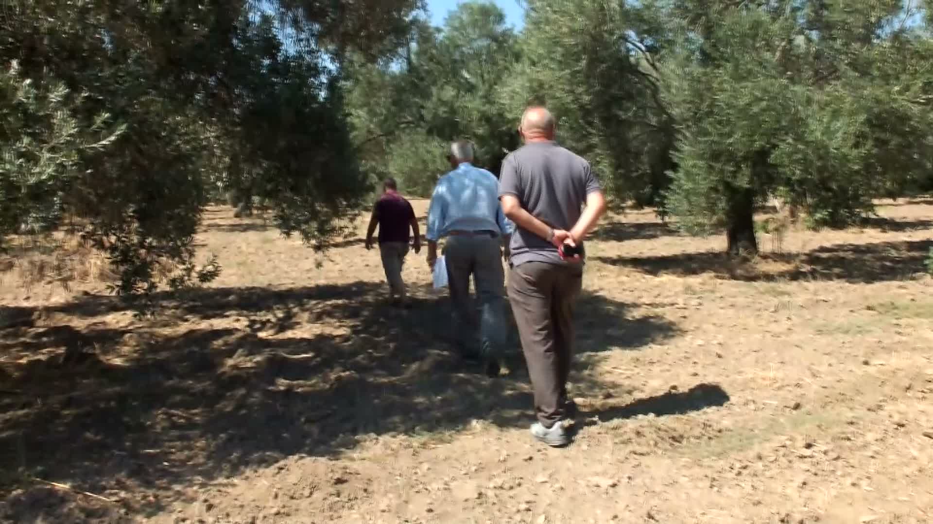 Zeytin üreticileri